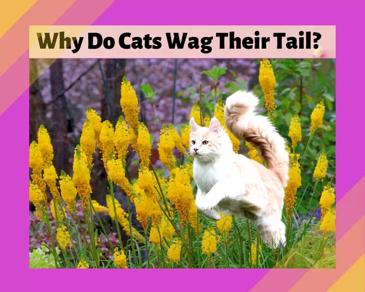 Why Do Cats Wag Their Tails? 12 Catty Reasons