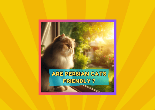 The Ultimate Guide To Persian Cat  Personalities: Are They Really Friendly?