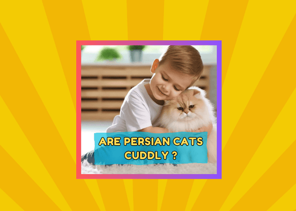 Persian Cat Personalities: How Cuddly Are They Really?