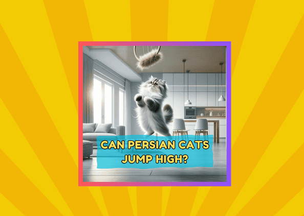 Can Persian Cats Jump High?