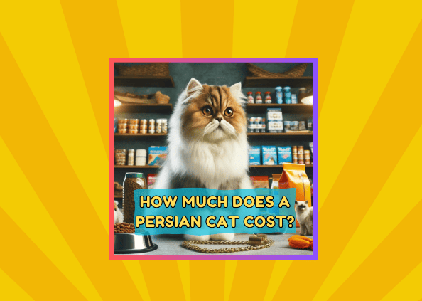 How Much Does A Persian Cat Cost?