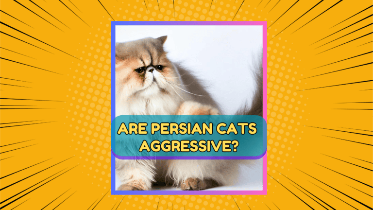 The Truth About Persian Cat Aggression: Separating Fact From Fiction