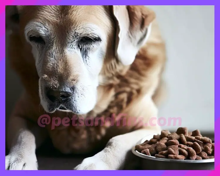 How to Customize dry dog food for Your Dog