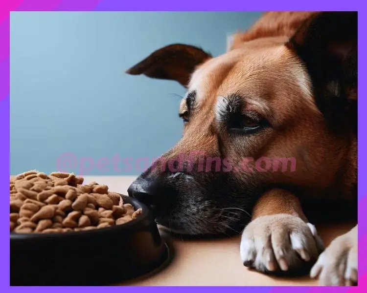 15 Shocking Reasons Why Your Dog Is Refusing Dry Food!