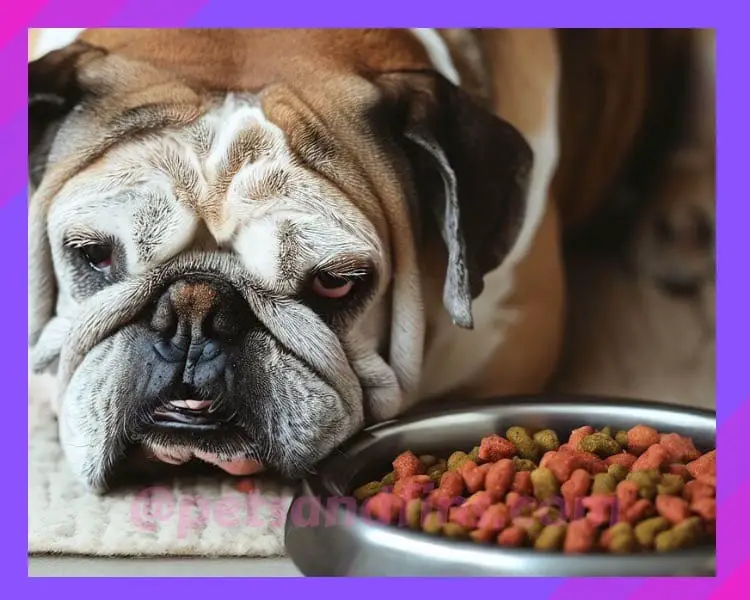13 Easy Tips To Buy Best Dry Dog Food For Senior Dogs