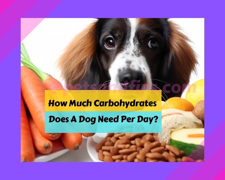 How Much Carbohydrates Does A Dog Need Per Day?