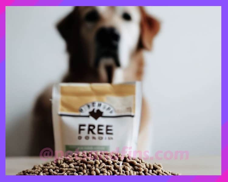 How To Shift Your Dog To A Grain-free Diet?