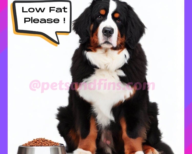 15 Easy Tips To Buy The Best Dry Dog Food For Large Dogs