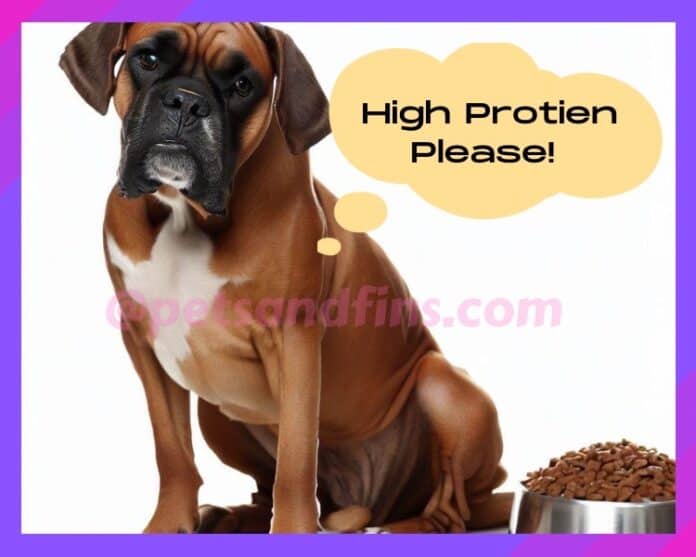 15 Easy Tips To Buy The Best Dry Dog Food For Large Dogs