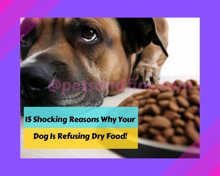 15 Shocking Reasons Why Your Dog Is Refusing Dry Food!