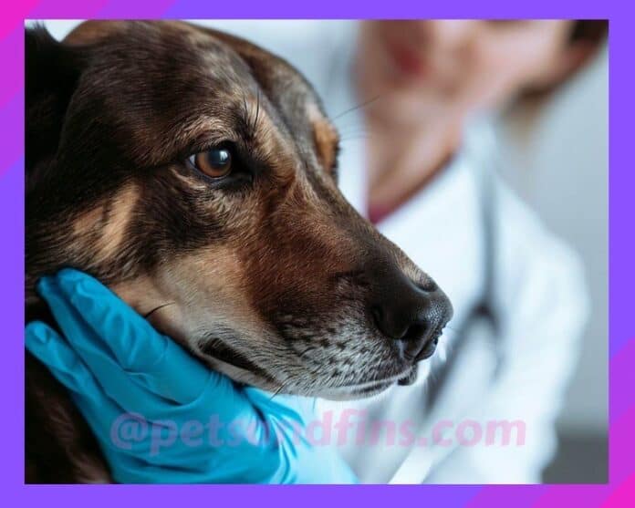 How To Shift Your Dog To A New Dry Dog Food ? 14 Easy Steps