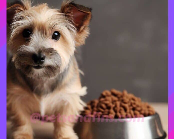 11 Tips To Buy Dry Dog Food For Small & Large Breed Dogs