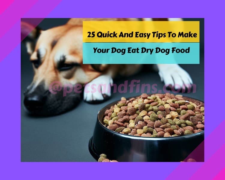 25 Quick And Easy Tips To Make Your Dog Eat Dry Dog Food .