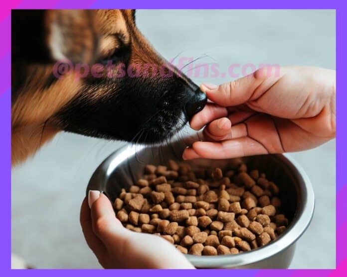 How Much Dry Dog Food Should You Feed Your Dog? 4 Easy Tips