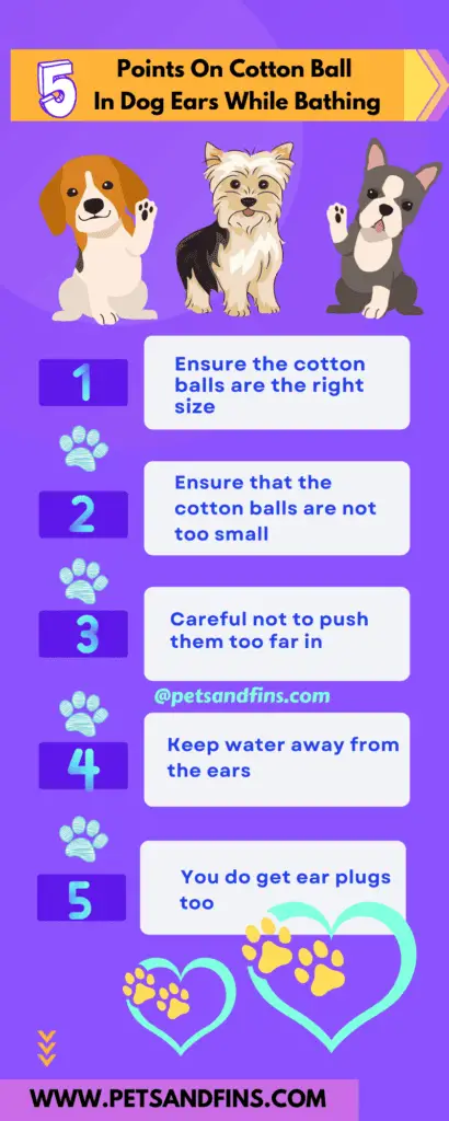 How to Clean Your Dog's Ears During Bath Time