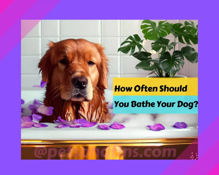 How Often Should You Bathe Your Dog?