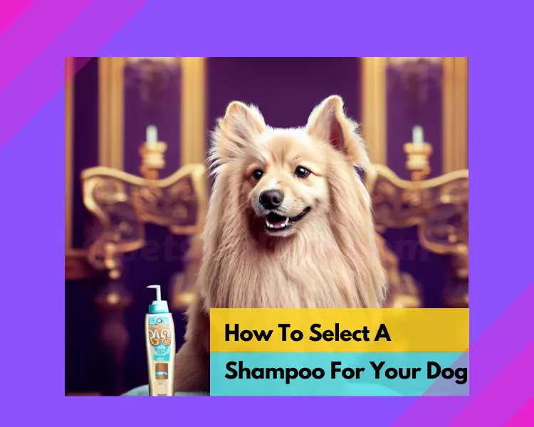 How To Select A Shampoo For Your Dog – 21 Amazing Aspects