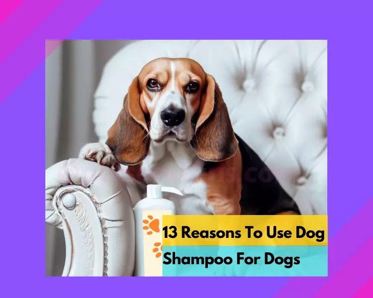 13 Important Reasons To Use a Dog-Safe Shampoo – Amazing Info