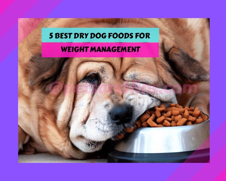 The 5 Best Dry Dog Foods For Weight Management