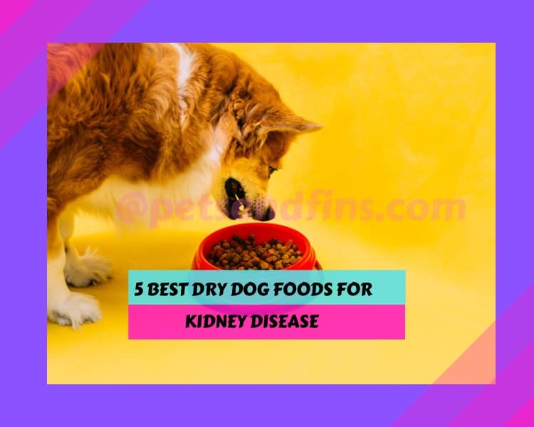 Pawsome Picks: 5 Best Dry Dog Foods For Kidney Disease In 2023