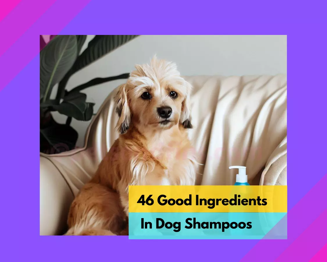 46 Good Ingredients In Dog Shampoo - PetsandFins