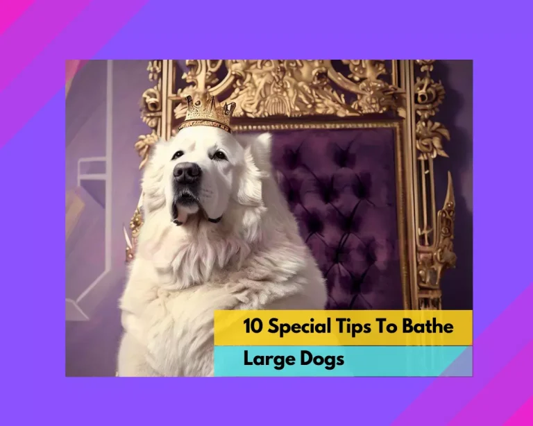 10 Special Tips To Bathe Large Dogs. Awesome Info