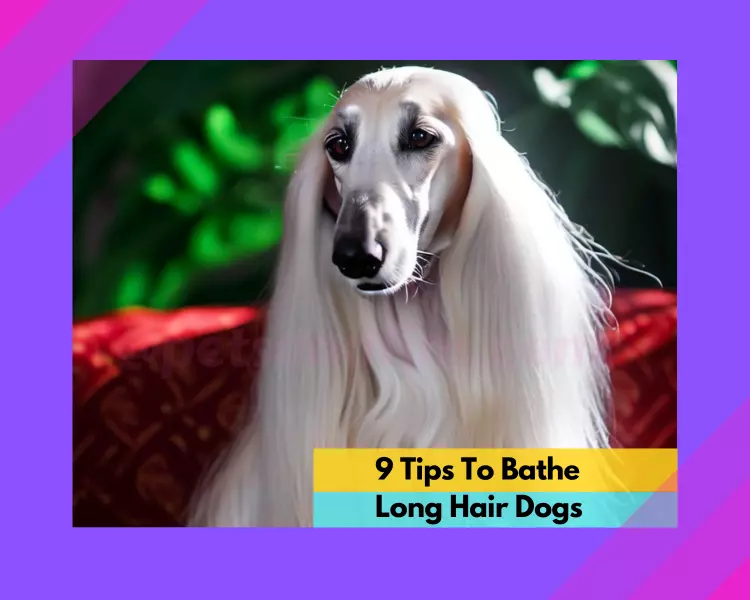 9 Tips To Bathe Long Haired Dogs