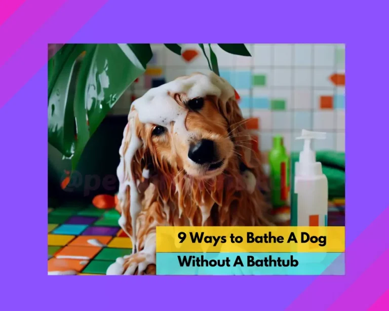 9 Ways to Bathe A Dog Without A Bathtub