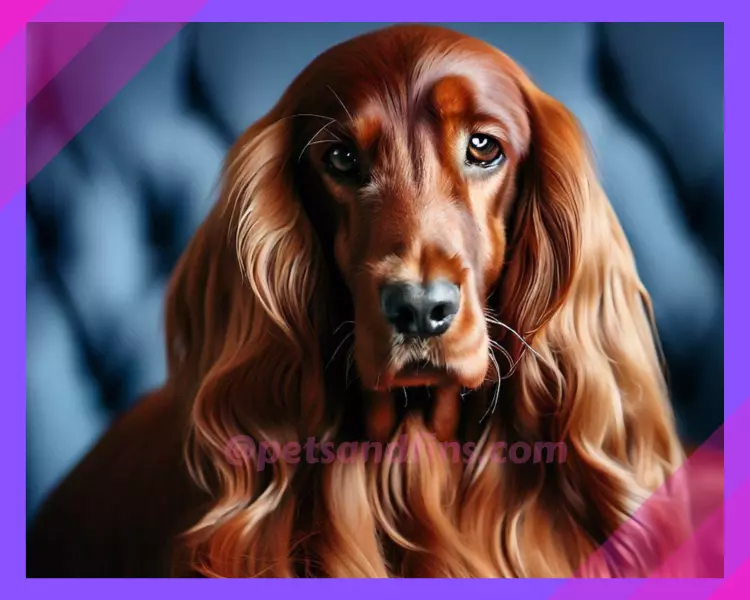 9 Tips To Bathe Long Haired Dogs