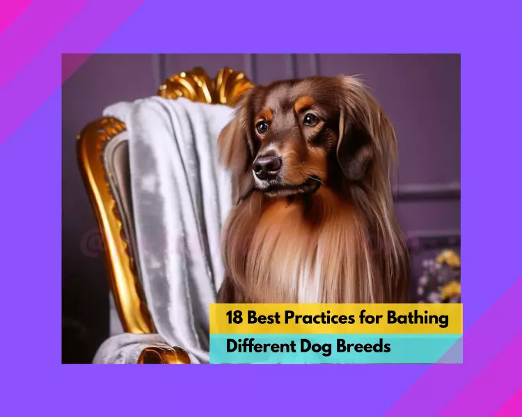 19 Best Practices for Bathing Different Dog Breeds