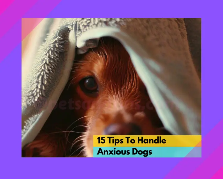 15 Tips to Calm Your Anxious Dog During Bath Time