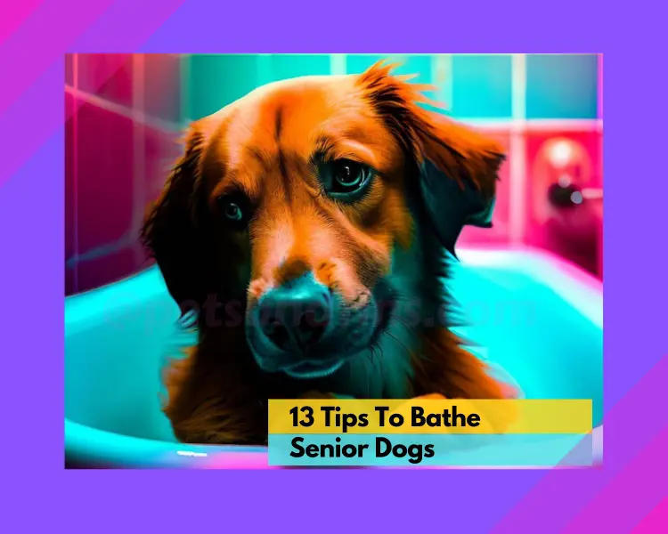 13 Tips To Bathe Senior Dogs