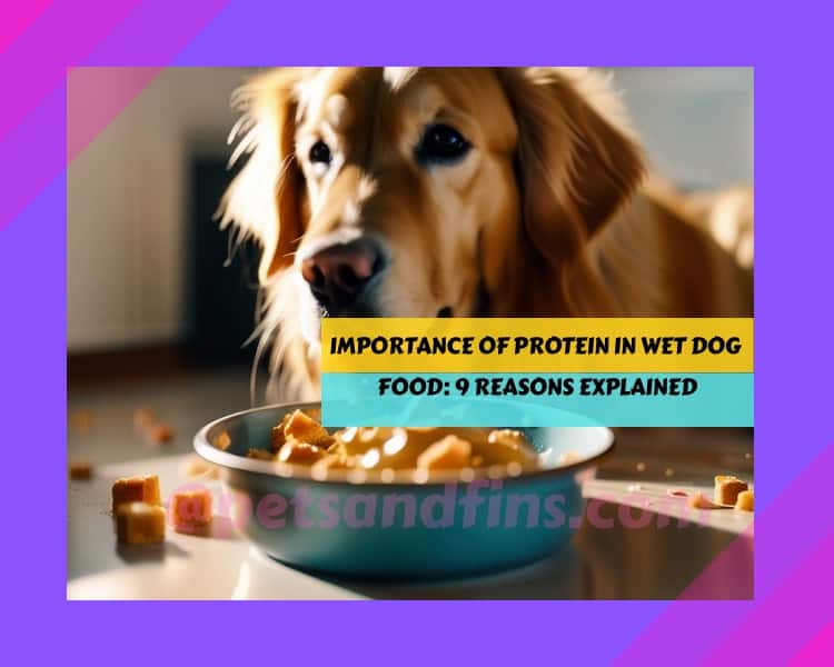 Importance Of High-Quality Protein In Wet Dog Food: 9 Reasons Explained