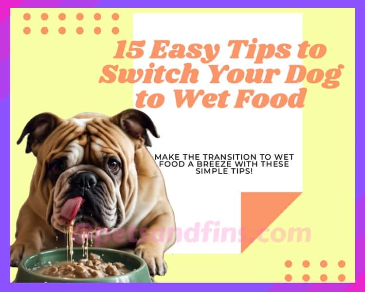 How To Properly Transition Your Dog To Wet Food: 15 Easy Tips And Guidelines