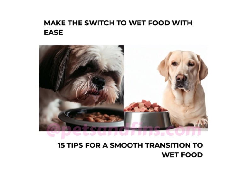 How To Properly Transition Your Dog To Wet Food:15 Easy Tips