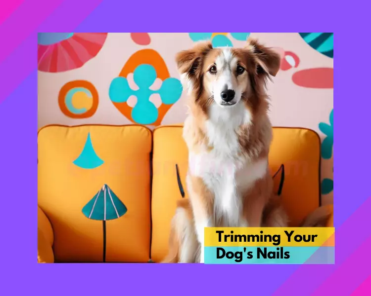 Trimming Your Dog’s Nails: Dos and Don’ts for a Stress-Free Experience. Amazing Info. 14 Pointers.