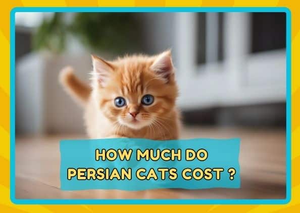 How Much Does A Persian Kitten Cost |10 Shocking Truths About Persian Cat Prices