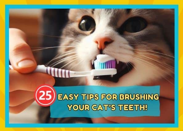 25 Easy Tips For Brushing Your Cat’s Teeth