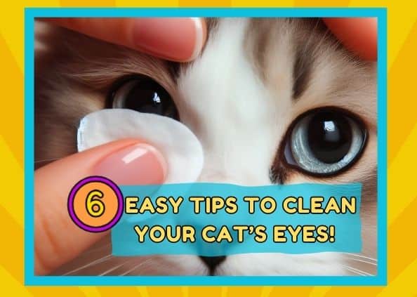 How to Clean Your Cat’s Eyes the Right Way: 6 Simple Steps