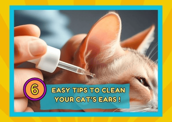 The Ultimate Guide to Cleaning Your Cat’s Ears:6 Easy Steps