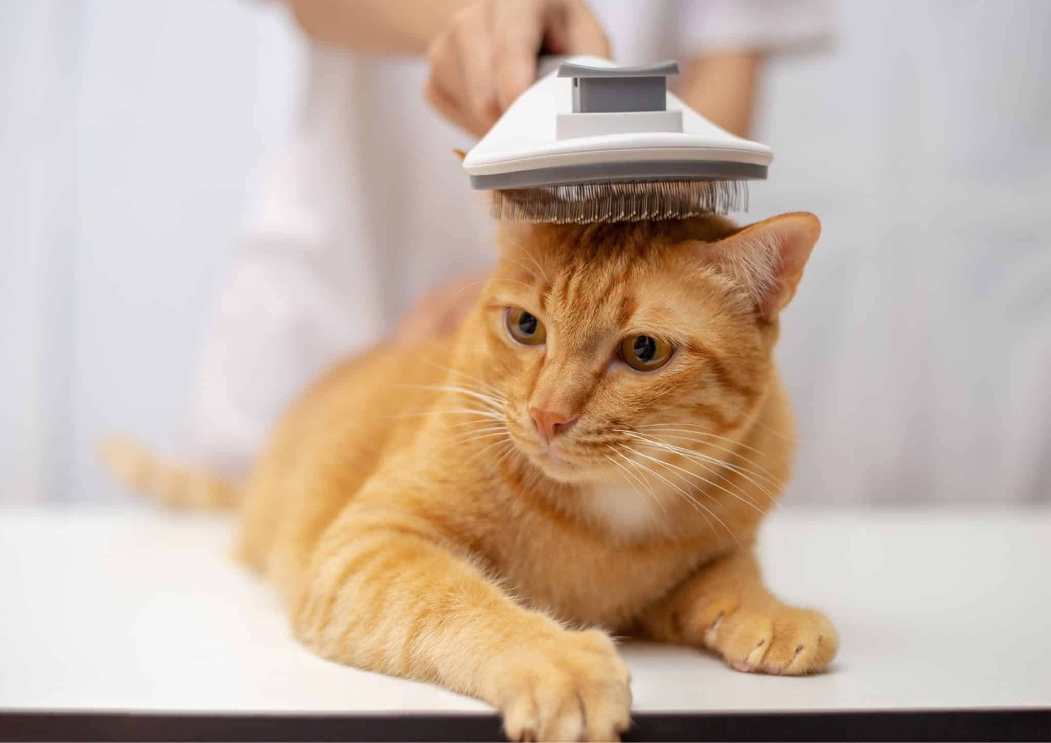 A Step-by-Step Guide To Giving Your Cat A Haircut At Home!