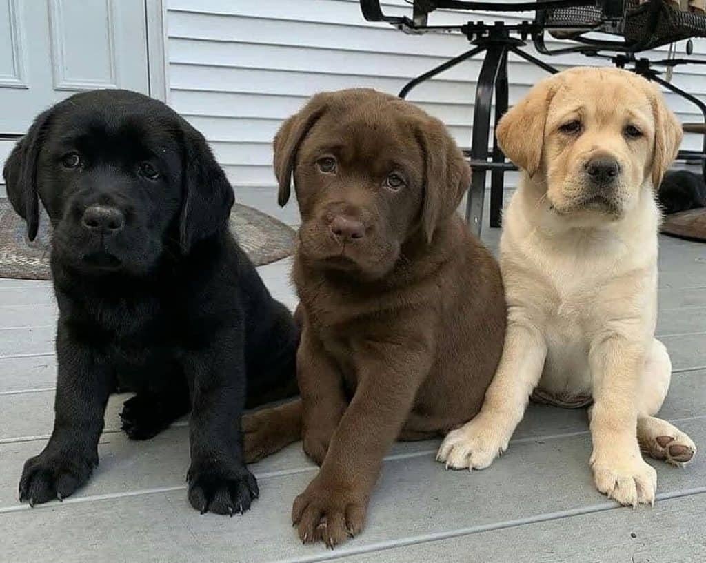 How Much Does a Labrador Puppy Cost? 10 Factors Affecting It