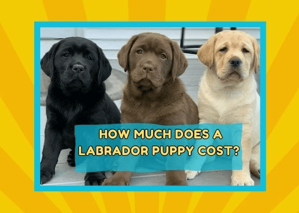 How Much Does a Labrador Puppy Cost? 10 Factors Affecting It