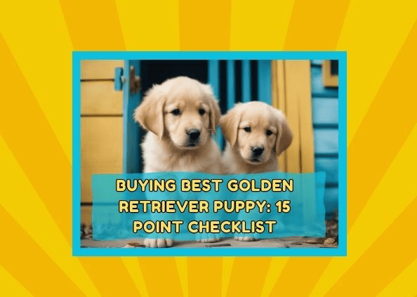 Buying Best Golden Retriever Puppy: 15 Point Checklist