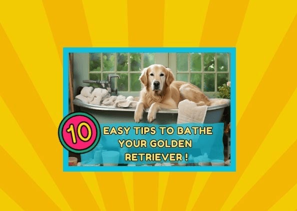 The Ultimate Bath Time Guide for Your Golden Retriever: 10 Easy Tips