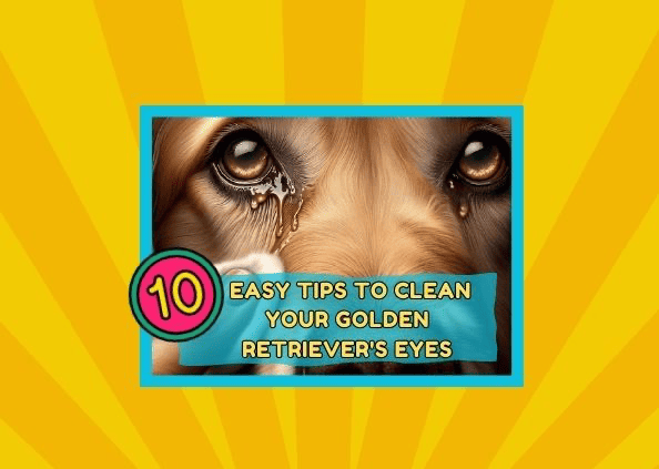 10 Easy Tips to Clean Your Golden Retriever’s Eyes