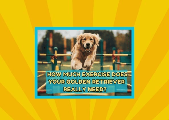 Golden Workouts: How Much Exercise Does Your Golden Retriever Really Need? Shocking Truths !