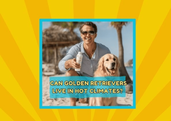 Can Golden Retrievers Live In Hot Climates?