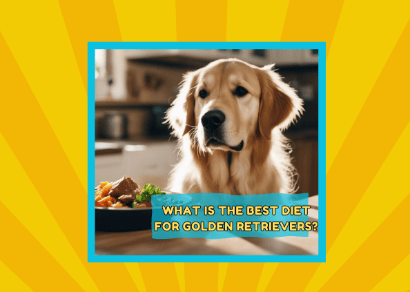 What Is The Best Diet For Golden Retrievers?