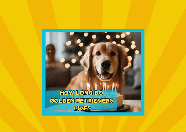 How Long Do Golden Retrievers Live?